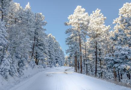 雪，科罗拉多州，树木，冬季，性质