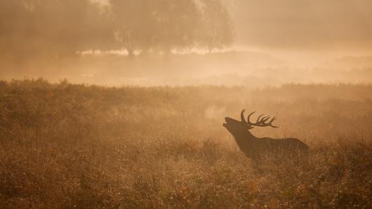 鹿，草地，早上