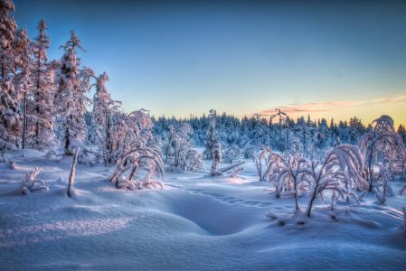 冬天，树木，森林，雪，景观