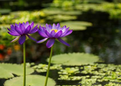 睡莲，鲜花，紫色，花瓣，池塘