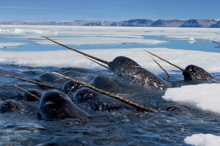 独角鲸，北极，海洋，浮冰，山脉