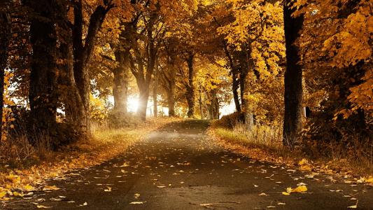 在叶子，黄色森林的路