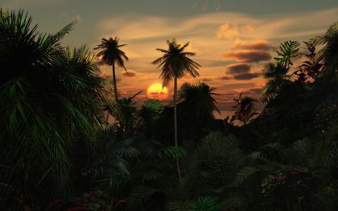 日落，棕榈树，暮光之城