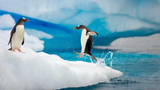 小企鹅玩，冰川