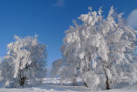 冬天，树木，雪景，风景