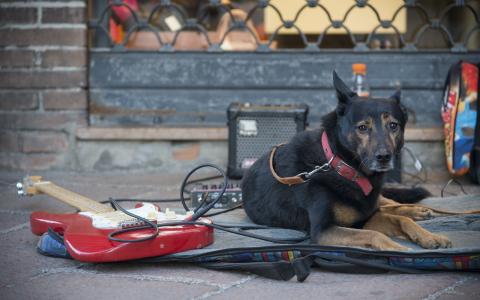 狗，吉他，街道