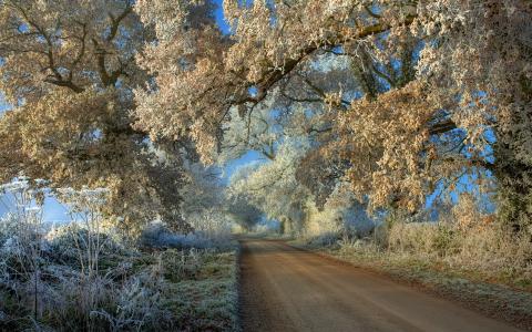 道路，树木，白霜