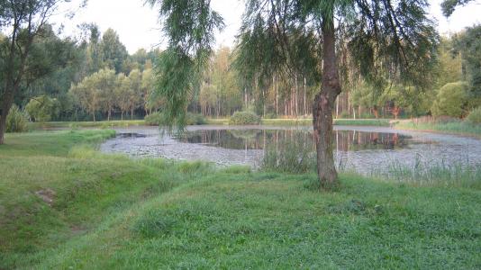 池塘，公园Sosnovka，彼得