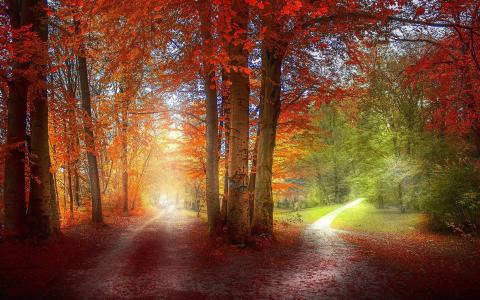 早上，在，秋天，森林