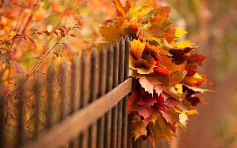 秋天，篱笆，叶子，叶子，篱笆