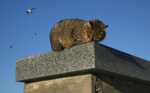 猫，睡鼠，花岗岩