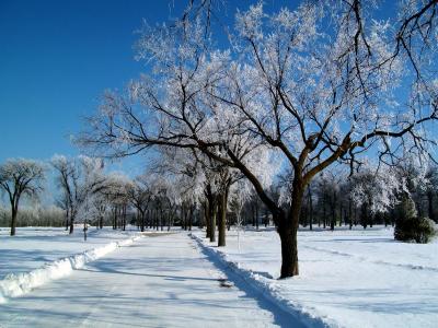 冬天，路，树，景观