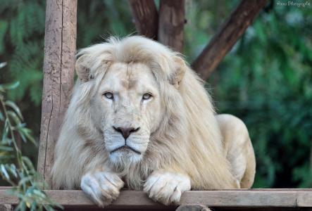 白狮子，狮子，野猫，捕食者，枪口，鬃毛，爪子，谎言，休息，动物园