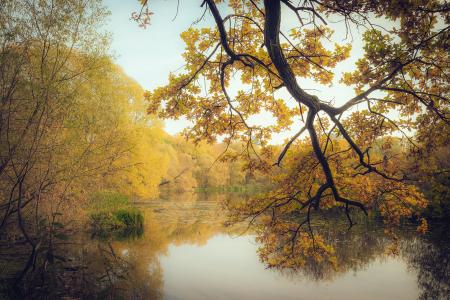 秋天，湖，森林，树木，性质