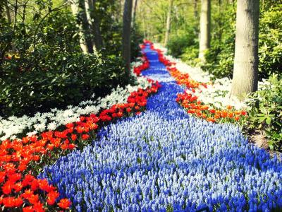 荷兰，鲜花，路径，太阳，郁金香，森林，绿党