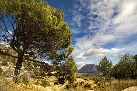 西班牙普格坎帕纳山，西班牙Puig Campana山，树木，山谷，山脉