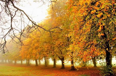 叶子树木自然森林公园树木叶子五颜六色的路路径秋天秋天颜色步行叶子秋天自然树木道路森林公园