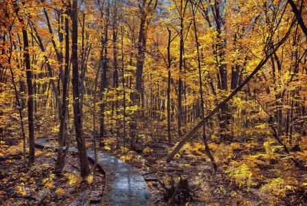 森林，树木，秋季，路，地板，性质