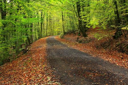 森林，路，秋，树，景观