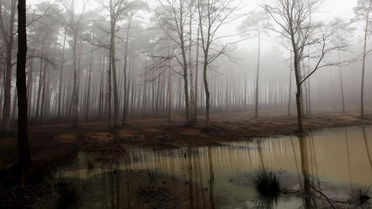 雾，风景，自然，森林
