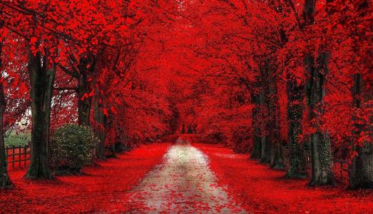 景观，性质，秋天，路，红色，叶子