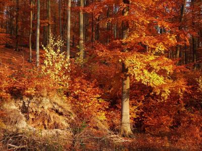 秋天，森林，树木，景观