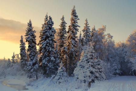 冬天，河，森林，树，景观，日落