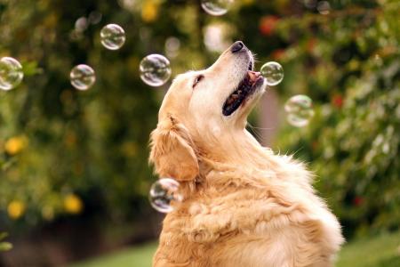 狗，先生，气泡，猎犬，散景