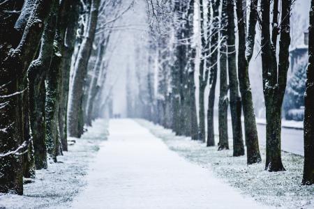 树木，冬天，胡同，城市，雪