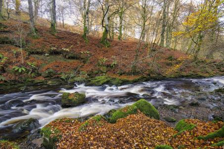 石头，苔藓，河流，秋天，树木，Aberfeldy，苏格兰，苏格兰，Aberfeldy