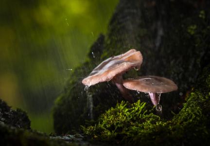 蘑菇，森林，秋季，雨，下降，性质，宏观