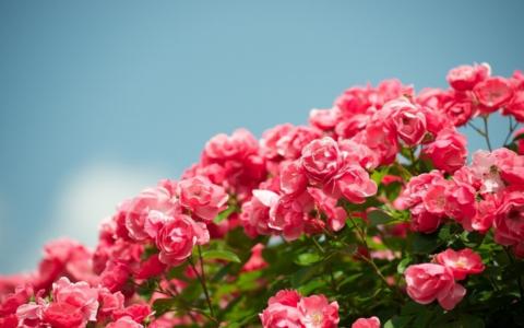 鲜花，粉红色，玫瑰