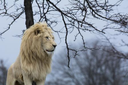 白狮子，狮子，野猫，捕食者，轮廓，鬃毛