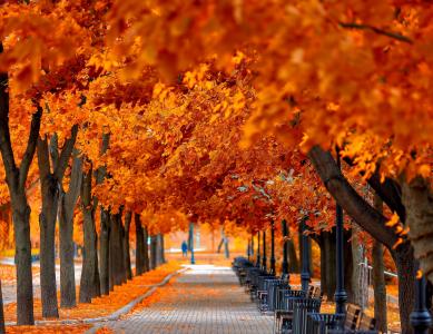 秋天，树木，叶子，树叶，长凳，长凳，秋天