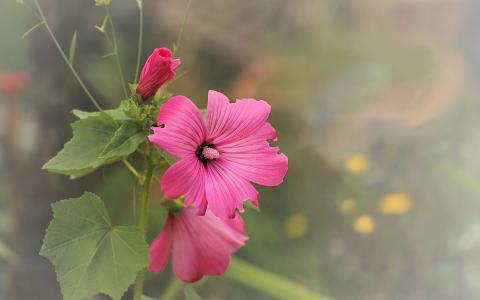 锦葵，粉红色，背景，鲜花