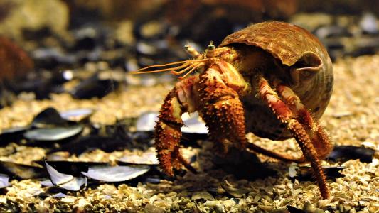 otoshelnik螃蟹，爪子