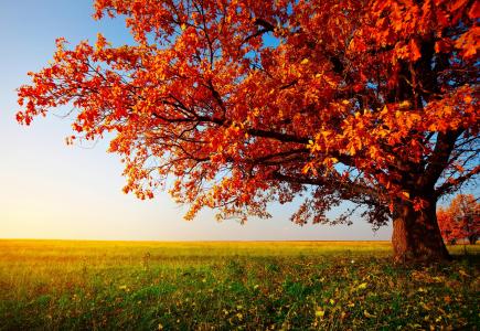 秋天，树，景观