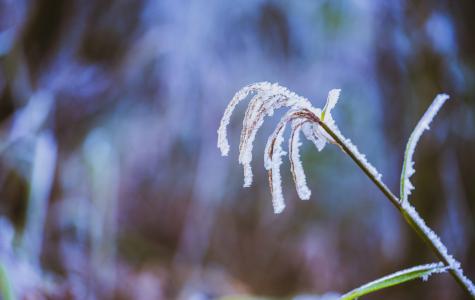 冬季时节结冰植物自然景色