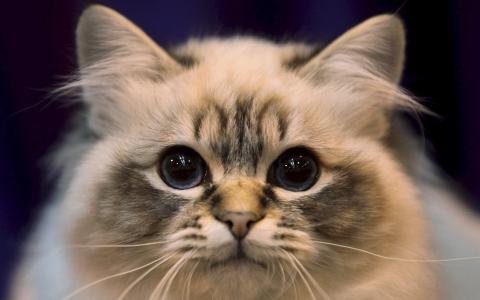 毛茸茸的猫，眼睛