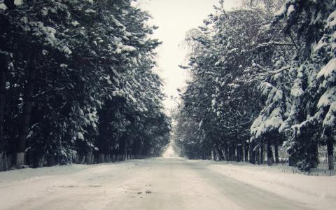 雪，冬天，枞树