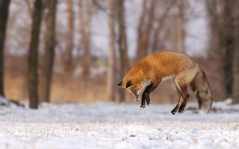 狐狸，冬天，雪，跳