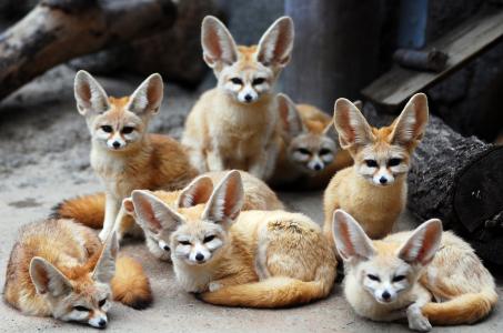 fennec，fennec狐狸，耳朵，动物，狐狸