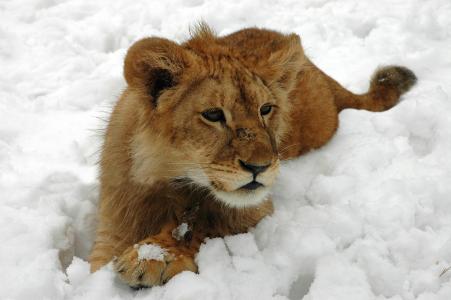 狮子，狮子，雪，羊毛，冬天，猫