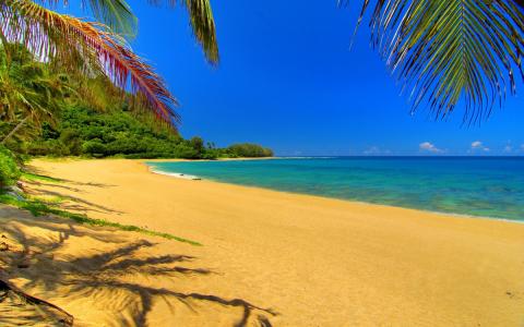 夏威夷，海，沙，棕榈树