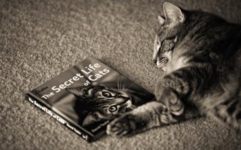 猫，睡觉，关于kote的一本书