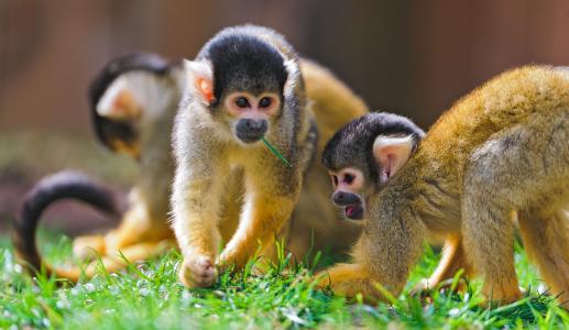 猴子，saitiri，松鼠猴子