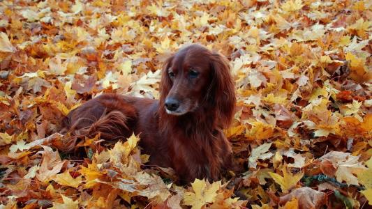 二传手，叶子，狗，秋天