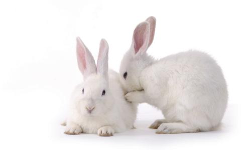 兔子，白色，夫妇