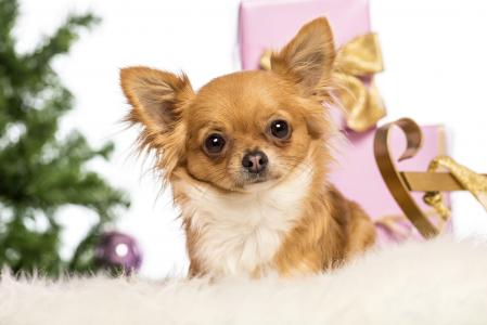狗，吉娃娃，新年，盒子，礼物