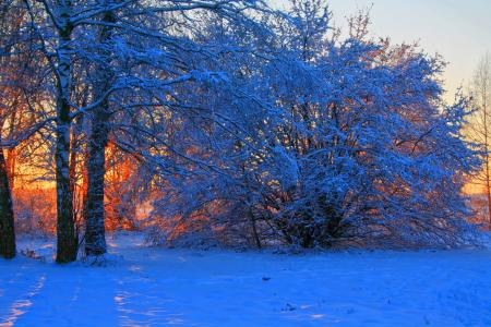 树，冬天，黎明，日落，雪